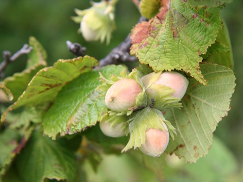 Corylus