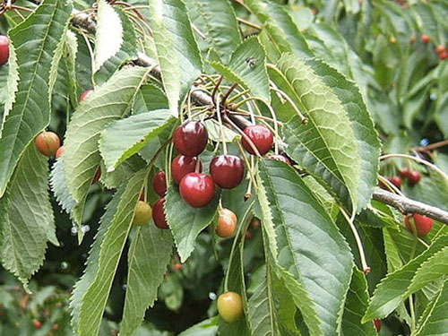 Prunus Avium