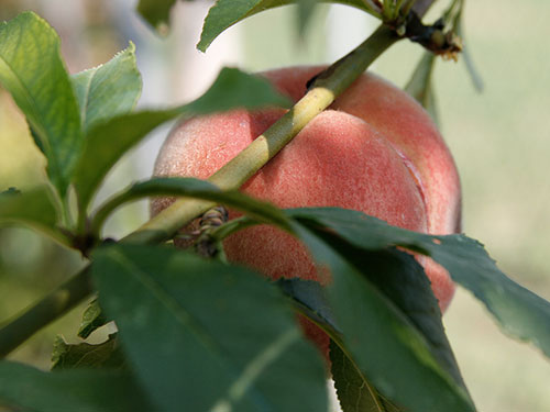 Prunus Persica