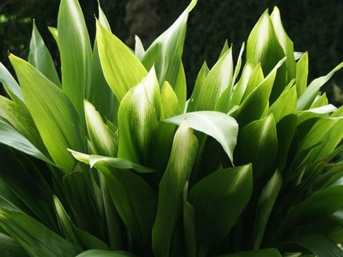 Aspidistra