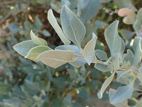 Atriplex