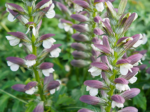 Acanthus