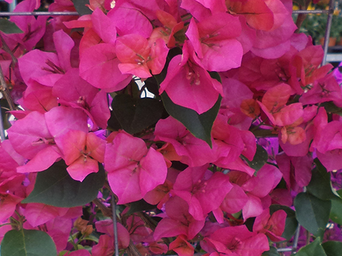 Bougainvillea