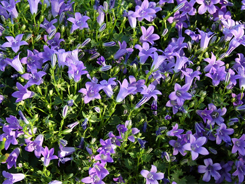 Campanula