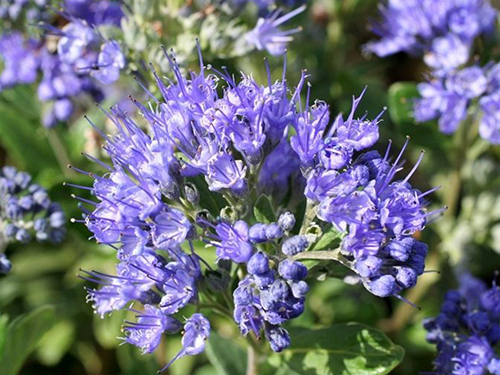 Caryopteris