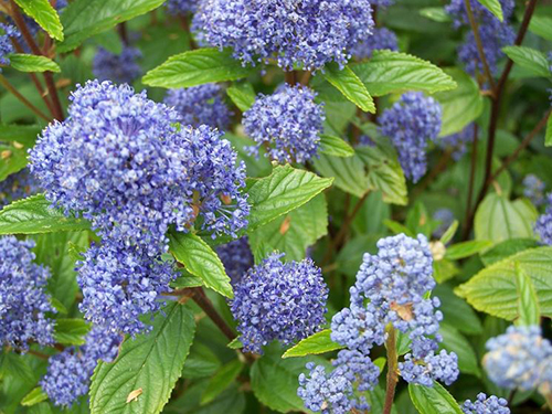 Ceanothus