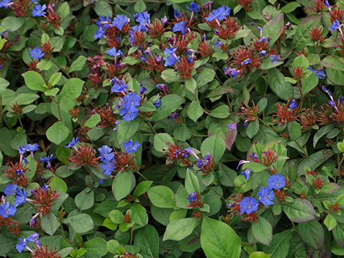 Ceratostigma