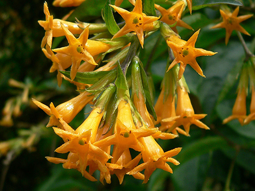 Cestrum