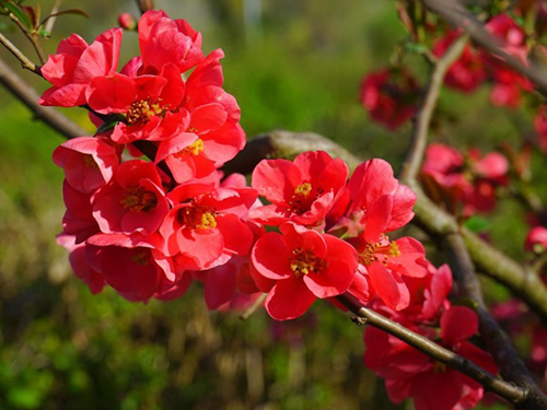 Chananomeles 