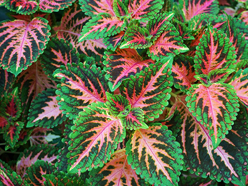 Coleus