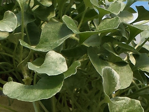 Dichondra