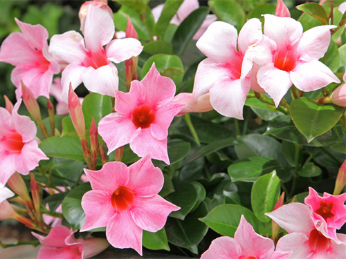 Dipladenia