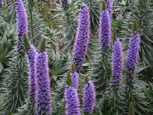 Echium