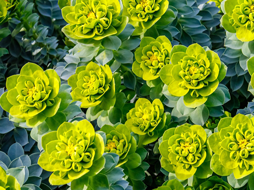 Euphorbia