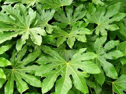Fatsia