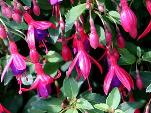 Fuchsia