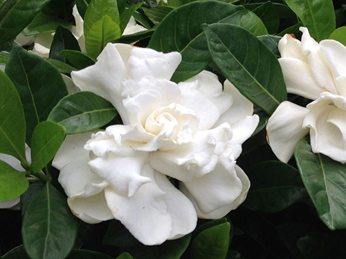 Gardenia
