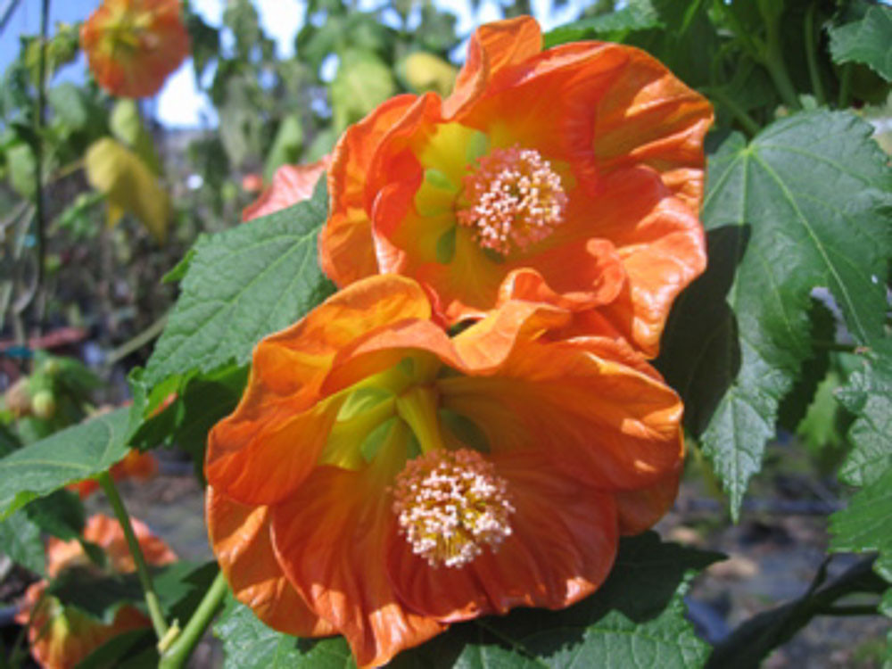 Abutilon
