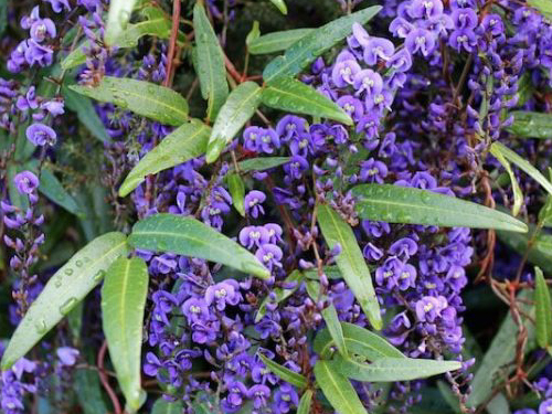 Hardenbergia
