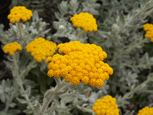 Helichrysum