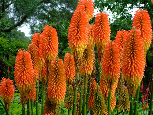 Kniphofia