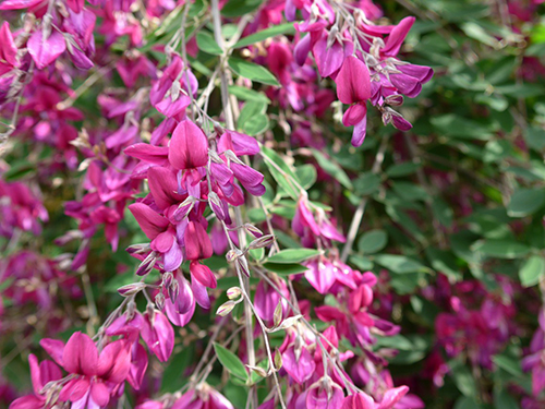Lespedeza