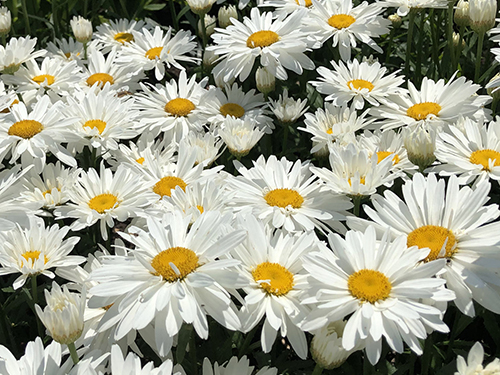 Leucanthemum
