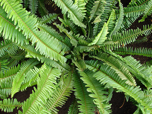 Nephrolepis