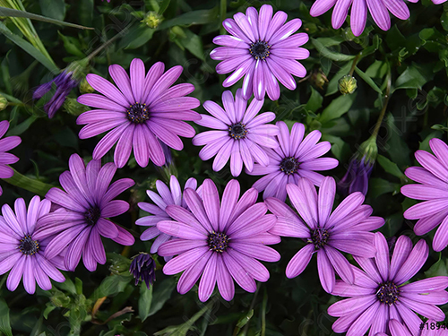 Osteospermum