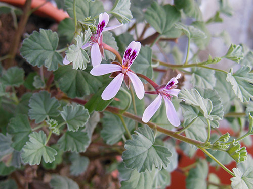 Pelargonium