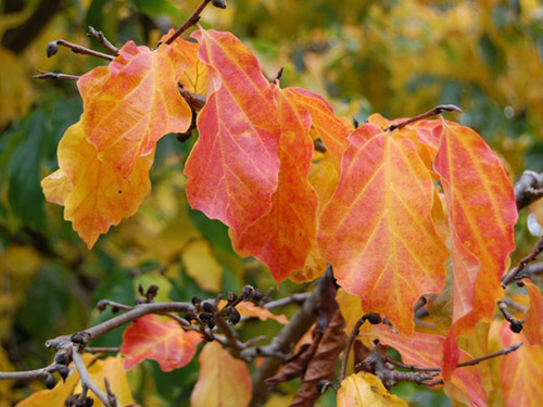 Perrotia
