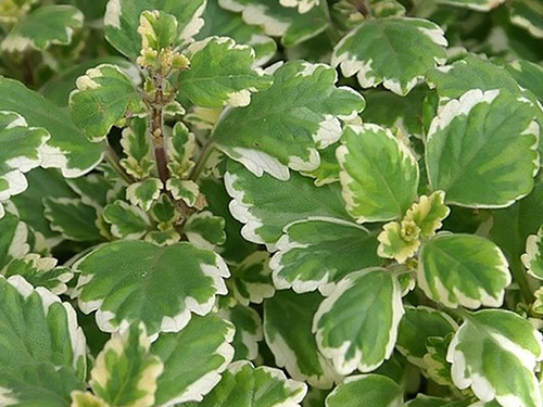 Plectranthus