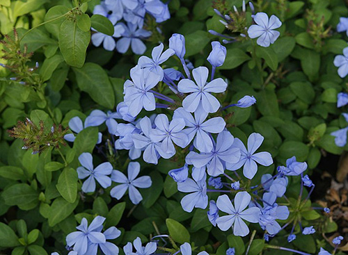Plumbago
