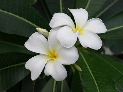 Plumeria