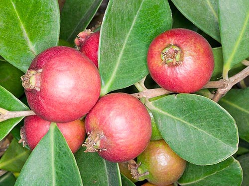 Psidium