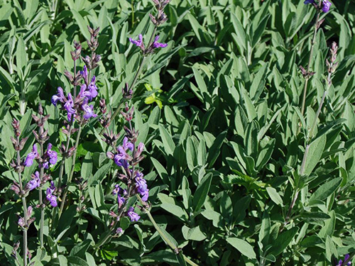 Salvia