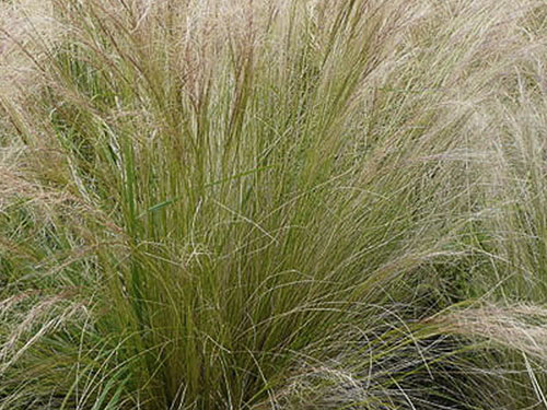 Stipa