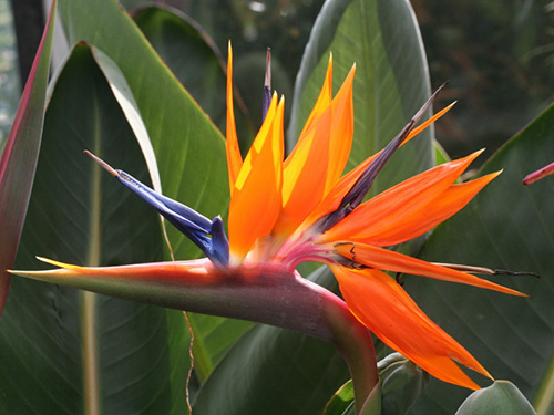 Strelitzia