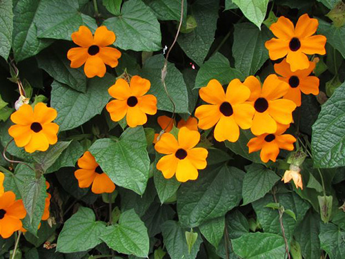 Thunbergia