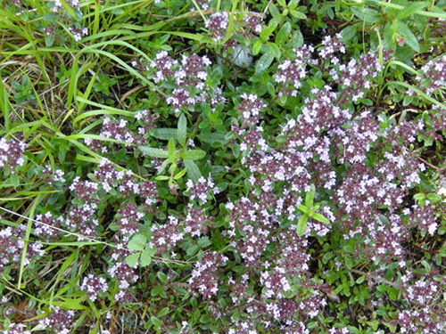 Thymus