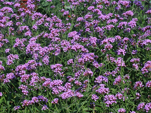 Verbena