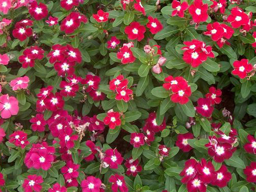 Vinca/Catharanthus 