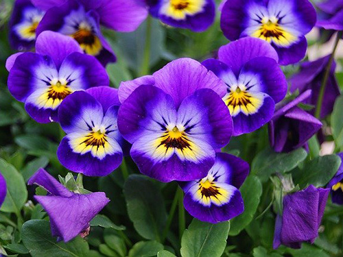 Viola