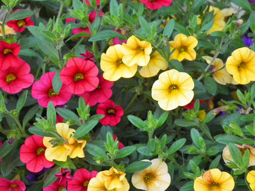 Calibrachoa