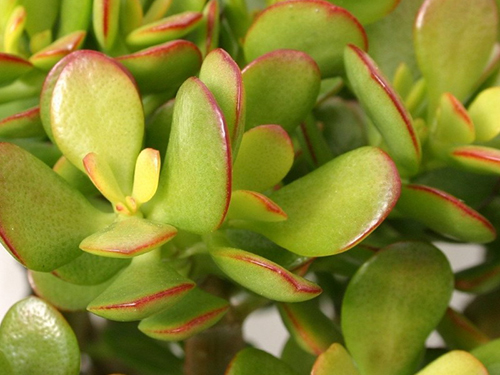 Crassula