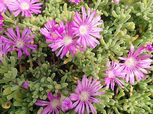 Drosanthemum