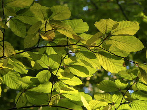 Fagus