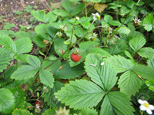 Fragaria