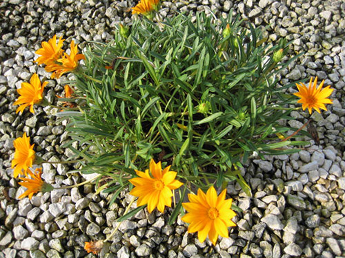 Gazania