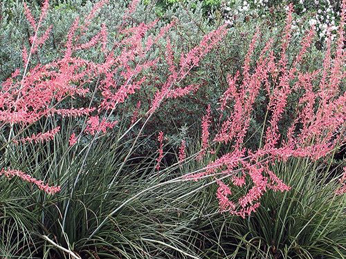 Hesperaloe